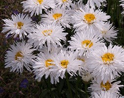 Leucanthemum 'Sante' (shasta daisy)