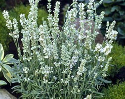 Lavandula angustifolia 'Ellagance Ice' (lavender)