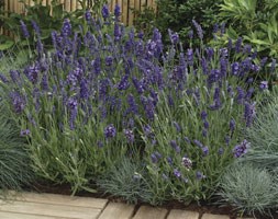 Lavandula angustifolia 'Ellagance Purple' (lavender)
