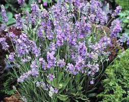 Lavandula angustifolia 'Ellagance Sky' (lavender)