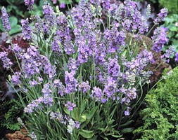 Lavandula angustifolia 'Ellagance Sky' (lavender)