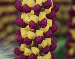 Lupinus 'Manhattan Lights (PBR)' (west country lupin)