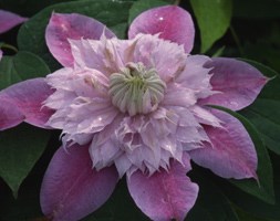 Clematis Josephine ('Evijohill') (PBR) (clematis (group 2))