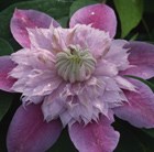 Clematis Josephine = 'Evijohill' (PBR)