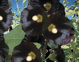 Alcea rosea 'Watchman' (hollyhock (Althea))