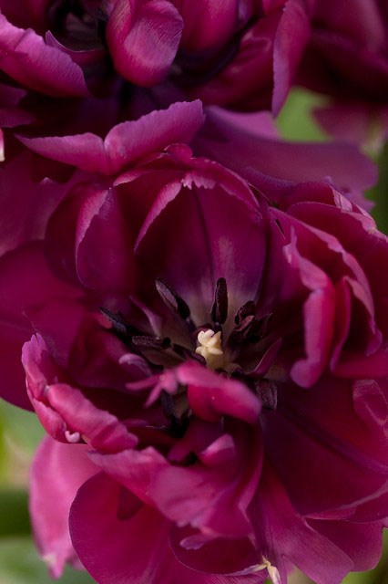 double late tulip bulbs double late tulip bulbs