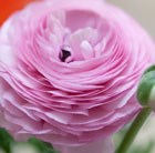 Ranunculus Pink Perfection