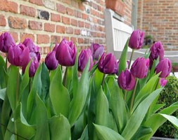 Tulipa 'Purple Prince' (single late tulip bulbs)