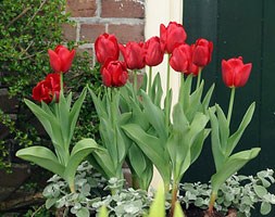 Tulipa 'Princesse Charmante' (greigii tulip bulbs)