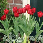 Tulipa Princess Charmante