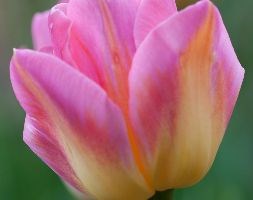 Tulipa 'Tom Pouce' (triumph tulip bulbs)