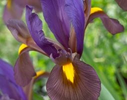 Iris 'Eye of the Tiger' (Dutch iris)