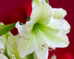 Hippeastrum 'Christmas Gift' (amaryllis bulb)