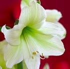 Hippeastrum Christmas Gift