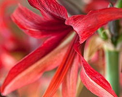 Hippeastrum 'Bogota' (amaryllis bulb)