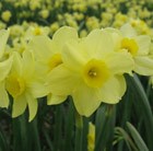 Narcissus Pacific Coast