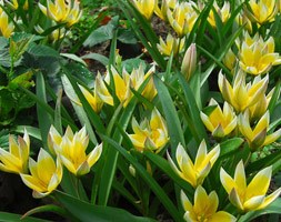 Tulipa tarda (species tulip bulbs)