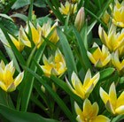 Tulipa tarda