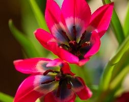 Tulipa 'Little Beauty' (species tulip)
