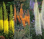 Eremurus Collection