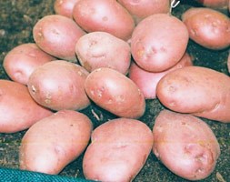 potato 'Sarpo Axona' (late maincrop potato)