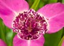 tiger flower