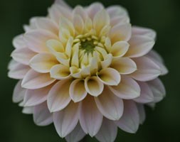 Dahlia 'American Moon' (dahlia tuber)