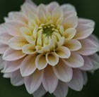 Dahlia 'American Moon'