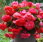 Begonia odorata Pink Flamingo