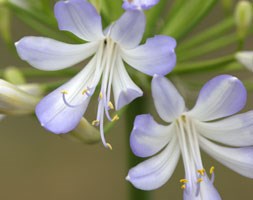 Agapanthus 'Phantom' (African lily)