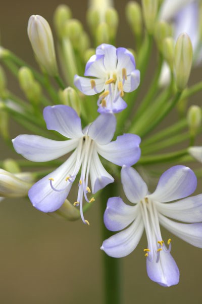 African lily African lily
