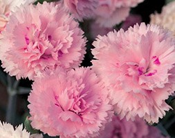 Dianthus Candy Floss ('Devon Flavia') (Scent First Series) (PBR) (pot pink)