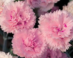 Alcea rosea Chater’s Double Group white-flowered