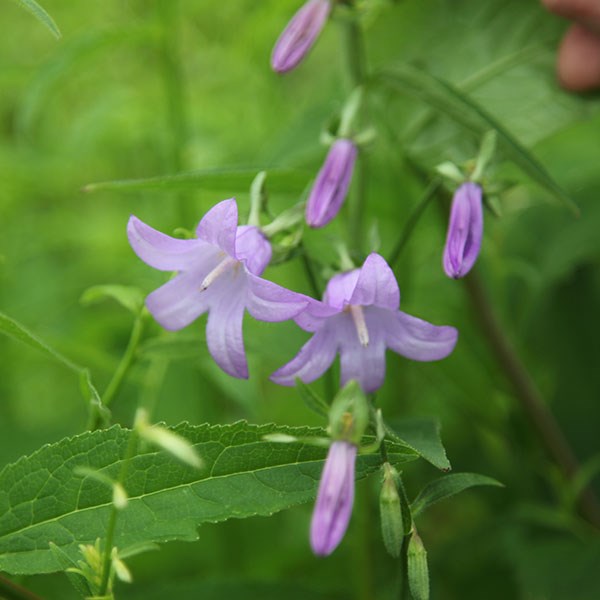 bellflower bellflower