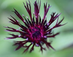 Centaurea 'Jordy' (knapweed)