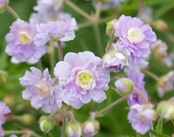 Geranium Summer Skies ('Gernic') (PBR) (cranesbill)