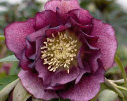 Helleborus x hybridus 'Double Ellen Red' (hellebore Double Ellen Red)