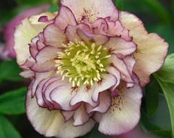 Helleborus x hybridus 'Double Ellen Picotee' (hellebore Double Ellen Picotee)