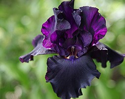 Iris 'Superstition' (bearded iris)