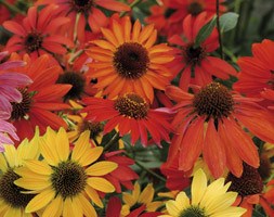 Echinacea 'Cheyenne Spirit' (coneflower)