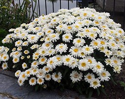 Leucanthemum Freak!  ('Leuz0001') (shasta daisy)