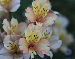 Alstroemeria Inca Ice ('Koice') (Peruvian lily)