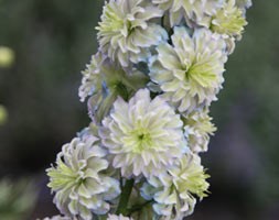 Delphinium 'Moon Light' (Highlander Series) (delphinium)