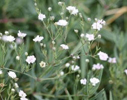 Gypsophila 'Rosenschleier' (baby's breath)