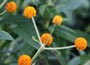 orange ball tree