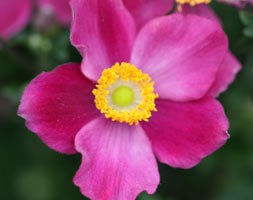Anemone x hybrida 'Pretty Lady Diana' (Pretty Lady Series) (Japanese anemone)
