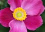 Japanese anemone