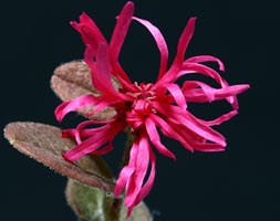 Loropetalum chinense f. rubrum 'Fire Dance' (loropetalum)