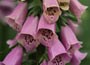 foxglove