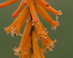 Kniphofia triangularis subsp.  triangularis 'Light of the World' (red hot poker)